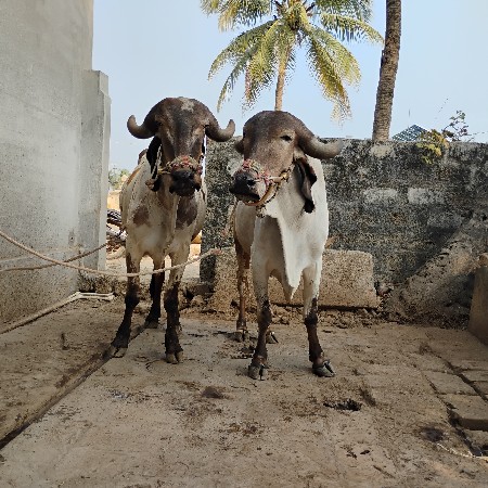 थंबनेल 2