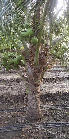નારિયેળી ના ખાતરીબંધ રોપા મળશે