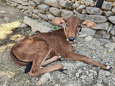 थंबनेल 3