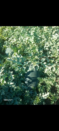 તરબૂચ તૈયાર છે ગામ માળીયાહાટી