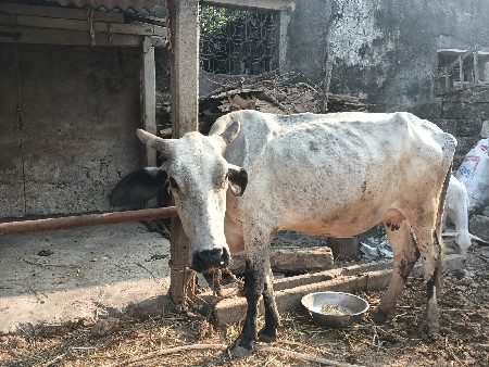 ગાય વેચવાની છે