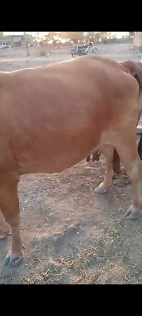 ગાય વેચવાની છે