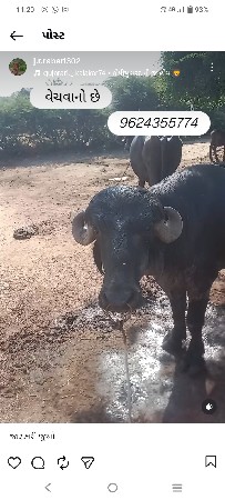 પાડો વેચવાનો છે