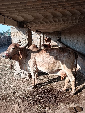 थंबनेल 2