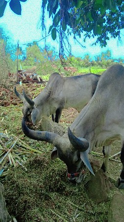 थंबनेल 3