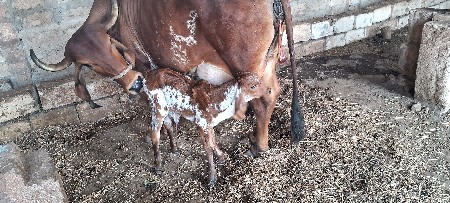 ગૌશાળામા માણસ ની જરૂરત છે