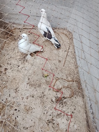 કબૂતર નો જોટો વેચવાનો છે