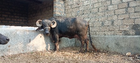 ભેંસ વેચવાની છે