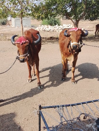 थंबनेल 3