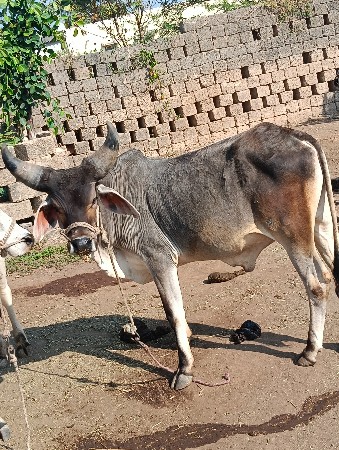 थंबनेल 2