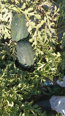 તરબૂચ 🍉