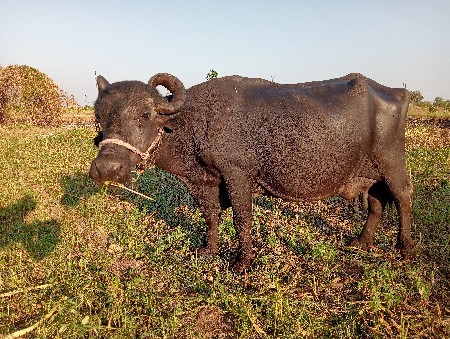 ભેંસ વેચવાની છે