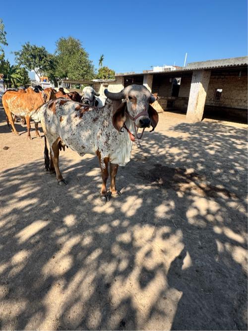 ગિર ગાય આપવાની છે