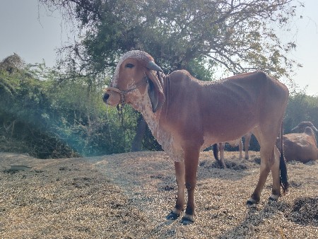 થંબનેલ 3