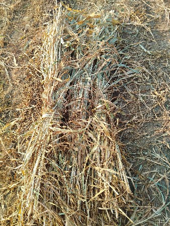 બાજરા નો ચારો