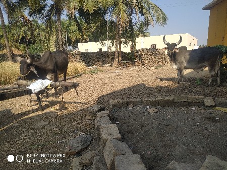 બળદ વેચવાના છે