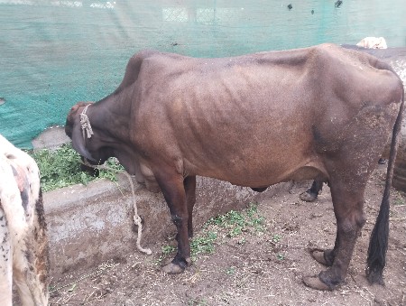 थंबनेल 3