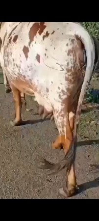 थंबनेल 3