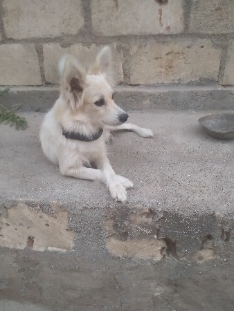 ત્રણેય કુતરિઓ છે