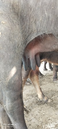 ઓરીજનલ બની ભેંસ છે