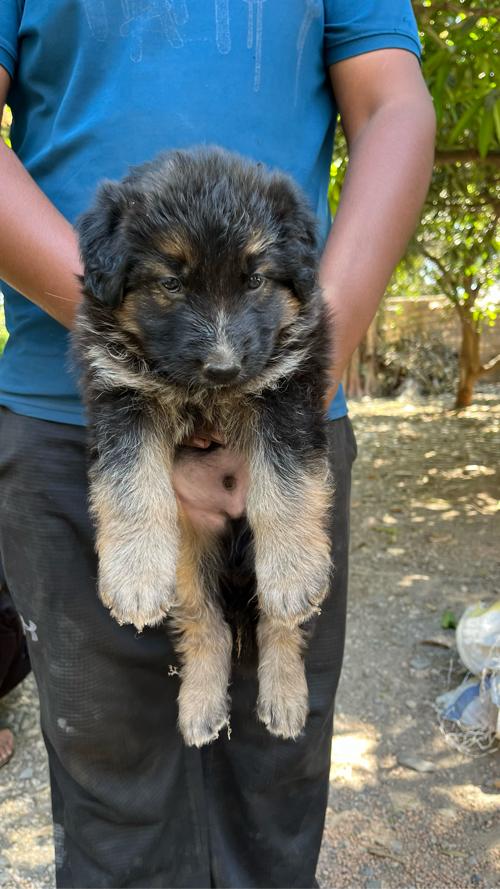 German Shepherd Double Coat Male