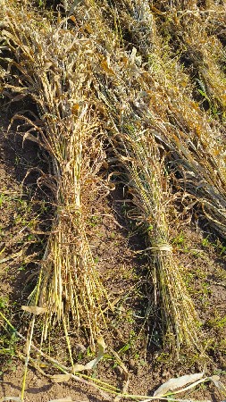 જુવાર ના પુરા