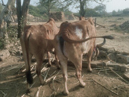 બળદ વેસવાના છે