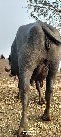 थंबनेल 2