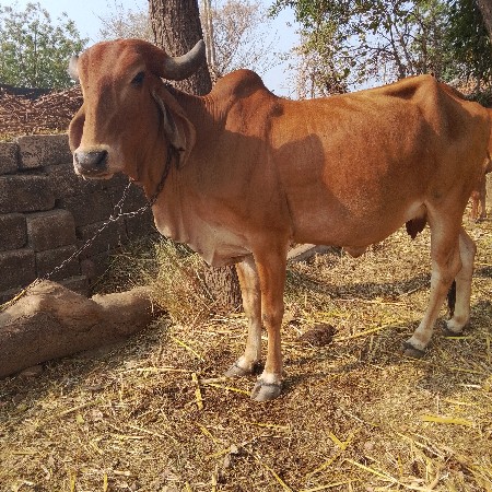 ગાય વેચવાની છે