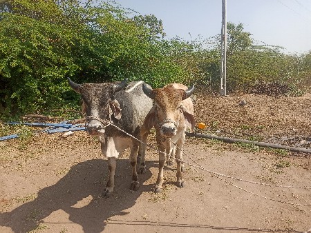 થંબનેલ 3