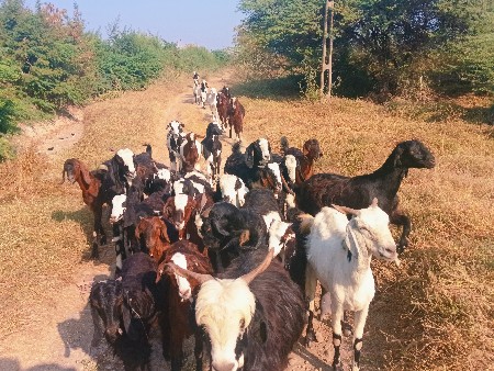 થંબનેલ 3