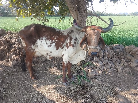 ગાય વેચવાની છે
