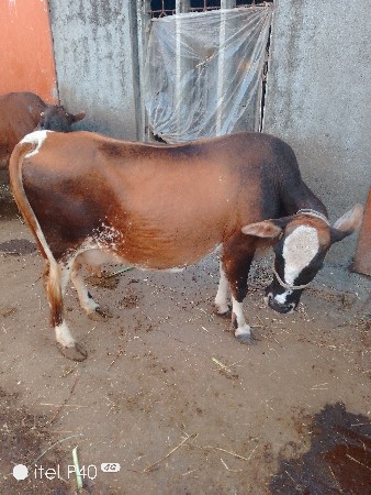 थंबनेल 3