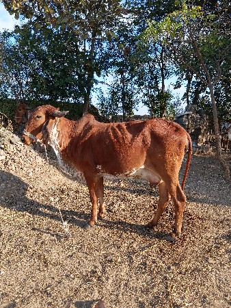 ગાય વેચવા ની છે