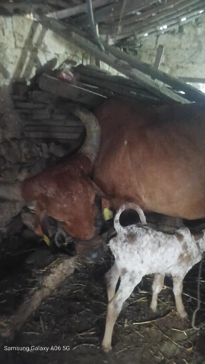 દેશી ગીર ગાય ત્રિશુવેત્તર