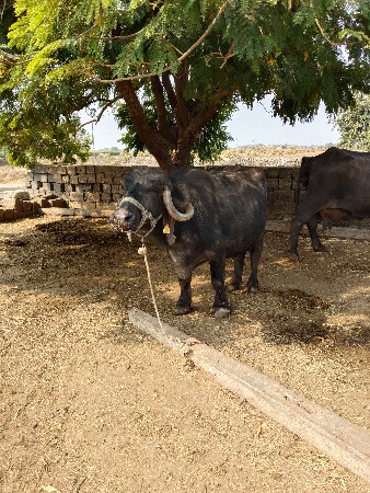 थंबनेल 2