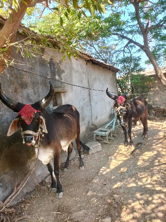 थंबनेल 3