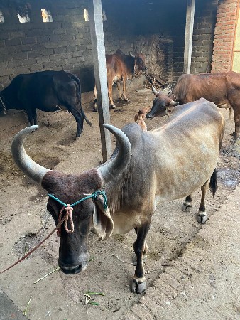 ત્રીજું વેતર