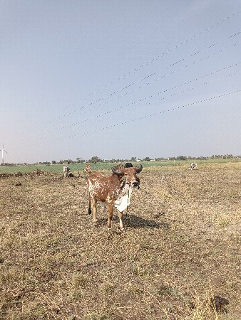 थंबनेल 2