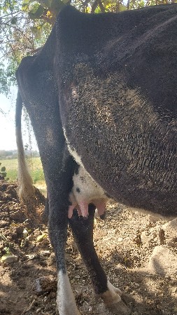 ક્રોસ ગાય વેચવાની છે.