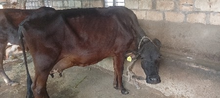 એસએફ ગાય