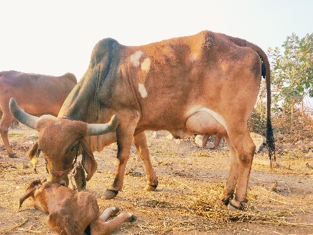ગાય વેચવાની છે