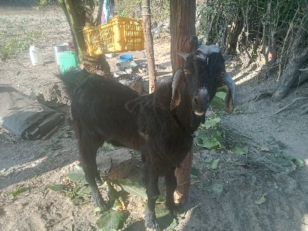 બકરો વેચવાનો છે