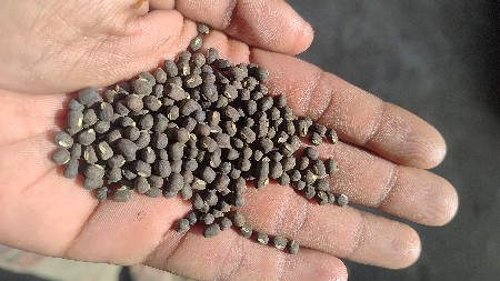 અડદનું બિયારણ વેચવાનું છે