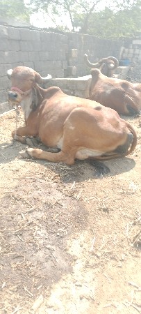 थंबनेल 3