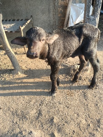 પાડો વેચવાનો છે.