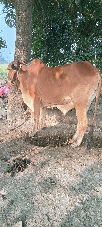 ફૂલ જવાબદારી થી દેવાનો