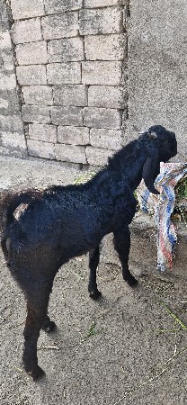 2 દાતે છે  2 વારસ નો છે