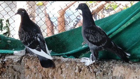 કબૂતર વેચવાના છે