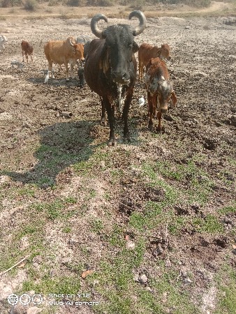 કાળી કાબરી ગાય વેચવાની છે